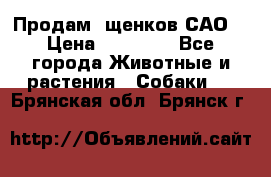 Продам ,щенков САО. › Цена ­ 30 000 - Все города Животные и растения » Собаки   . Брянская обл.,Брянск г.